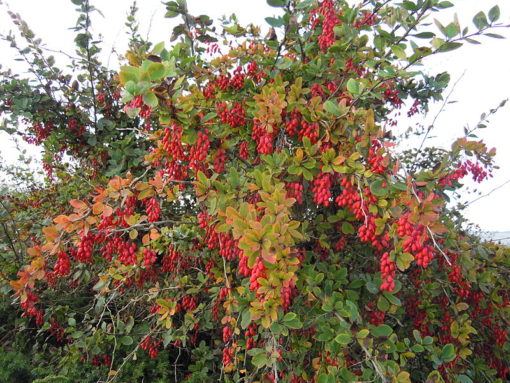 Gélules de Berbérine – Image 5