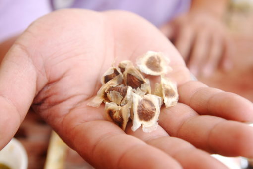 Les graines de Moringa bio produite par le laboratoire Biologiquement