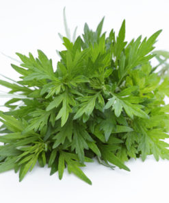Armoise annuelle Artemisia annua anti cancer anti paludique naturel puissant