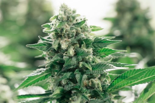 Fleur de CBD bio Harlequin FORTE – Image 2