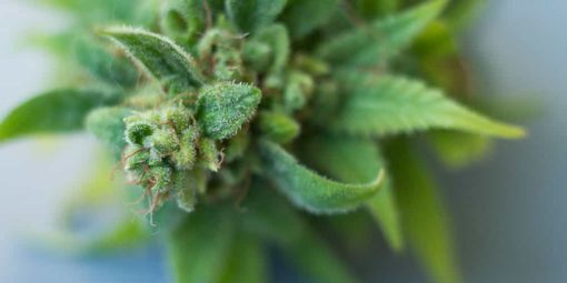 Fleur de CBD bio BZ1 DOUCE – Image 2